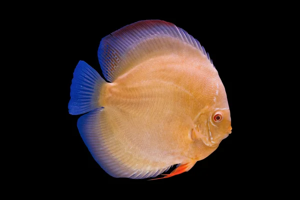 Pompadour ryby — Stock fotografie