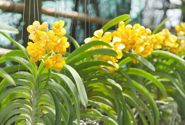 Tayland orkide çiçek çiçek bitki market — Stok fotoğraf