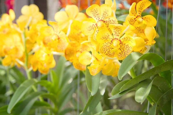 Tayland orkide çiçek çiçek bitki market — Stok fotoğraf
