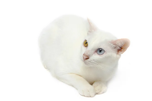 Two color eyes white cat — Stock Photo, Image