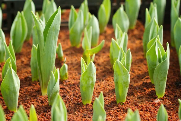 Bolbos de tulipa primavera com hastes verdes no jardim — Fotografia de Stock