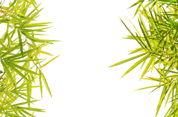 Bambus zielony liść tła obramowania — Zdjęcie stockowe