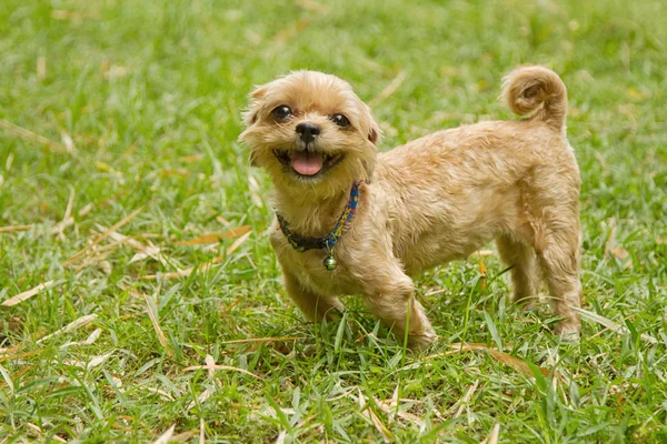 Shih tzu cão na grama . — Fotografia de Stock