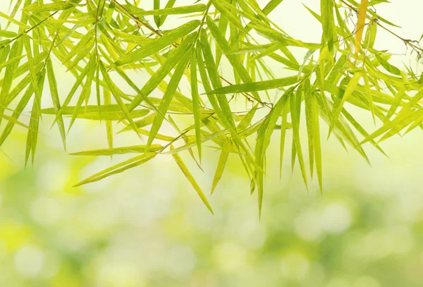 Fondo de hoja de bambú verde — Foto de Stock