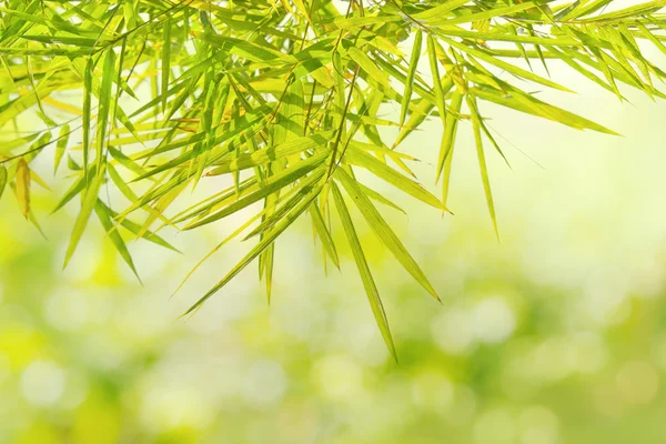 Hoja de bambú verde natural sobre fondo borroso del bosque — Foto de Stock