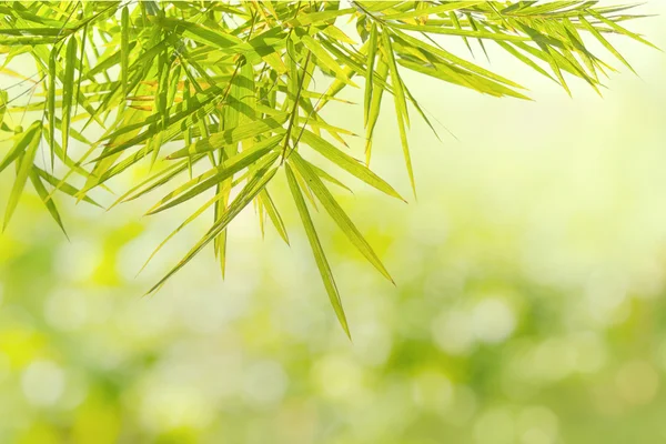 Fondo de hoja de bambú verde — Foto de Stock