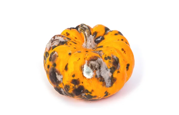 Closeup of  rotten pumpkin — Stock Photo, Image