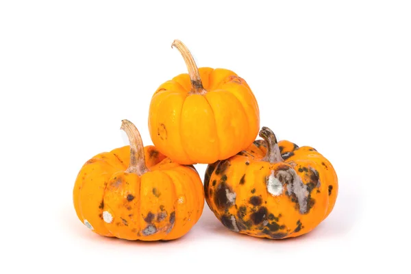 Primer plano de la calabaza podrida — Foto de Stock