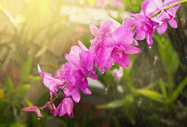 Fleur d'orchidée sous la pluie avec la lumière du soleil — Photo