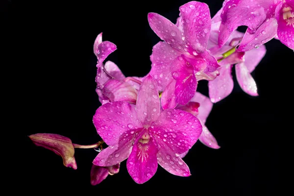 Orquídea rosa dendrobium con gota de rocío — Foto de Stock