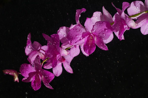 Dendrobium roze orchidee in de daling van de regen — Stockfoto