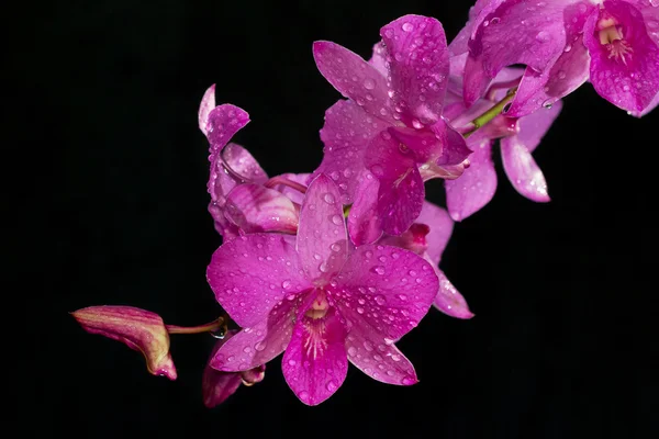 Orquídea rosa dendrobium con gota de rocío —  Fotos de Stock