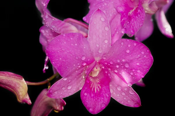 Orchidée rose dendrobium avec goutte de rosée — Photo