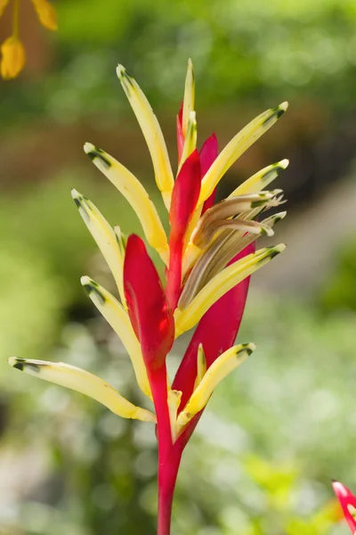 Pássaro do paraíso Flores — Fotografia de Stock