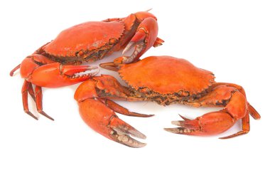 Pişmiş bütün dungeness Yengeç