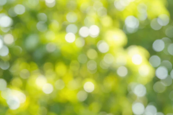 Bokeh borrão verde e branco floresta primavera luz abstrata para trás — Fotografia de Stock