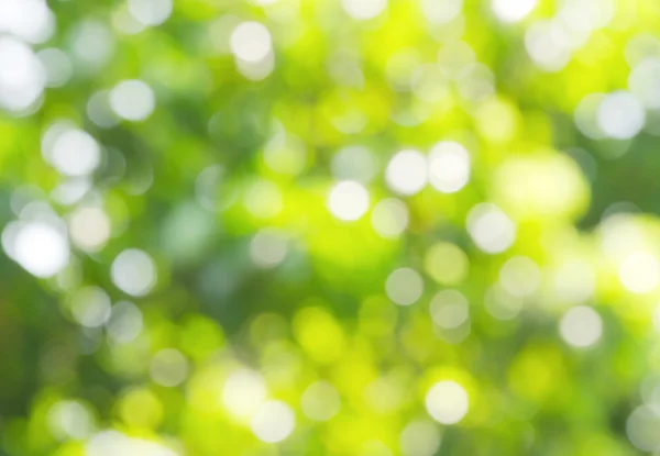 Bokeh borrão verde e branco floresta primavera luz abstrata para bac — Fotografia de Stock