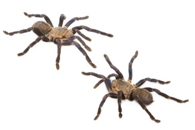 kobalt mavi tarantula (haplopelma lividum), ayrı tut