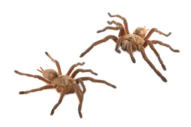 kahverengi maymun tarantula (pterinochilus meriodnales)