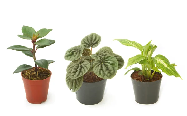 Assorted green houseplants in pots ,Ornamental plants — Stock Photo, Image