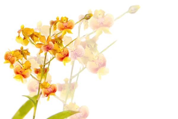 Gelbe Oncidium-Orchidee — Stockfoto