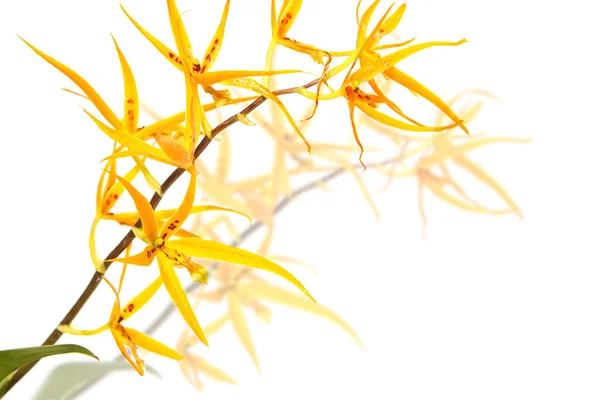 Gelb schöner Strauß Orchidee — Stockfoto