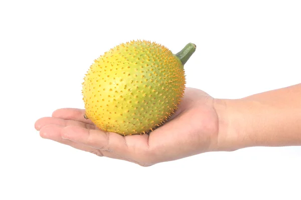 손을 잡고 Gac 과일, 아기 Jackfruit, 분리 — 스톡 사진