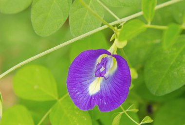 Kelebek bezelye çiçeği şifalı otlar 