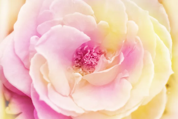 Rosa blommor bakgrund, vintage våren bakgrund — Stockfoto