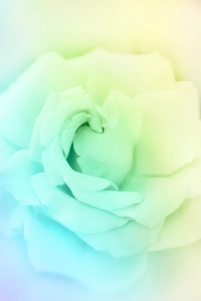 Rose flowers background, vintage spring background — Stock Photo, Image