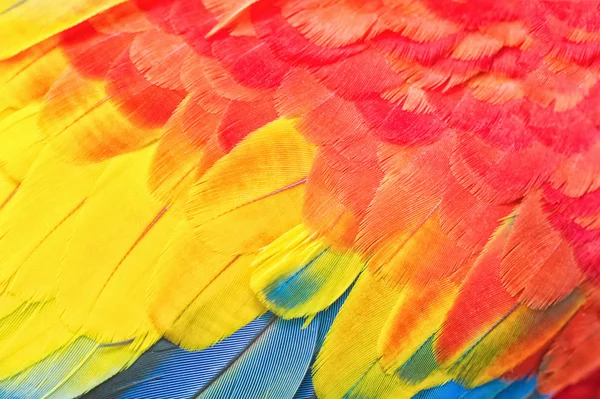 Kolorowy Ara pióro — Zdjęcie stockowe