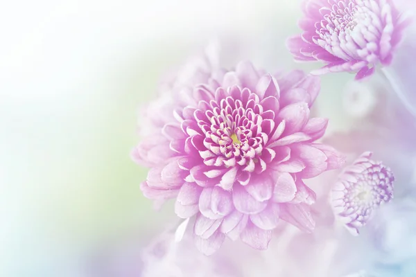 Violette colorée chrysanthème — Photo