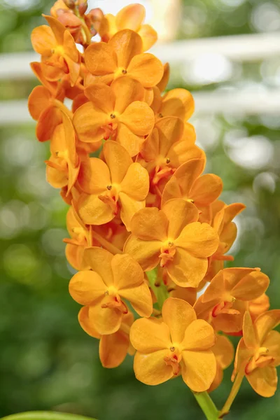 Narancs orchidea, orchidea Ascocenda — Stock Fotó