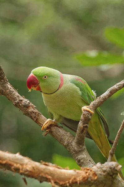 Alexandrine Parakeet (Psittacula eupatria) — Stock Photo, Image