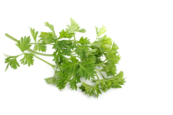 Freh parsley ,herb and spice — Stock Photo, Image