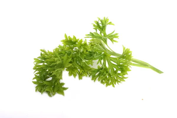 Freh parsley ,herb and spice — Stock Photo, Image