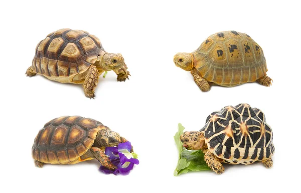 Коллекция черепах, экзотических животных — стоковое фото