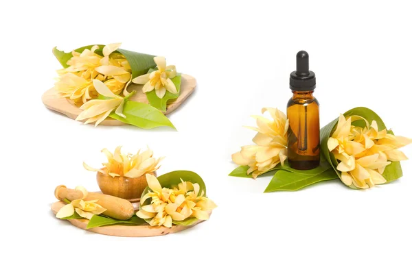 Champaka ätherisches Öl für die Aromatherapie im Wellnessbereich — Stockfoto