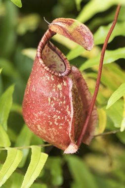 Nepenthes or Monkey Cups clipart
