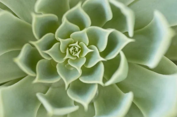 Крупный план текстуры кактуса — стоковое фото