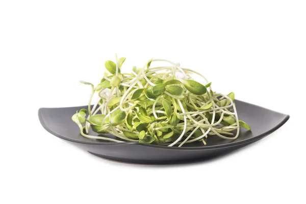 Green young sunflower sprouts in black plate — Stock Photo, Image