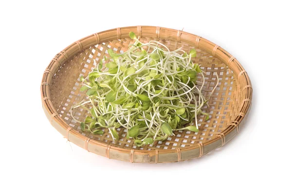 Green young sunflower sprouts in the basket — Stock Photo, Image