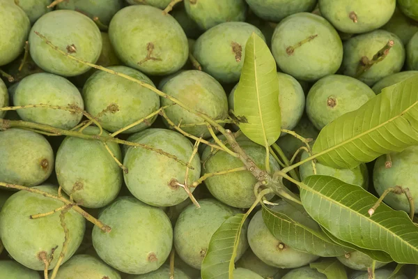 Зеленый плод манго — стоковое фото
