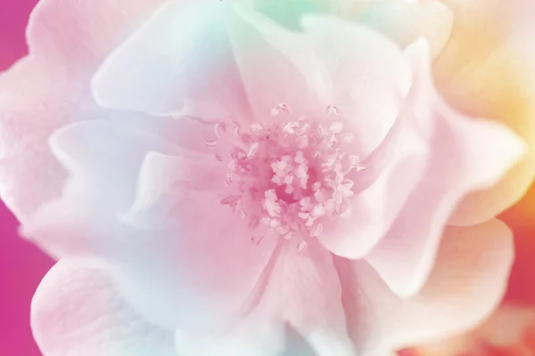 Růžové růže pozadí, květ modré pozadí — Stock fotografie