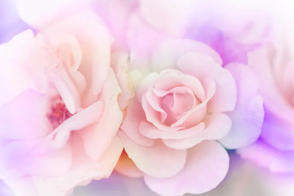 Růžové růže pozadí, květ rozostření pozadí — Stock fotografie