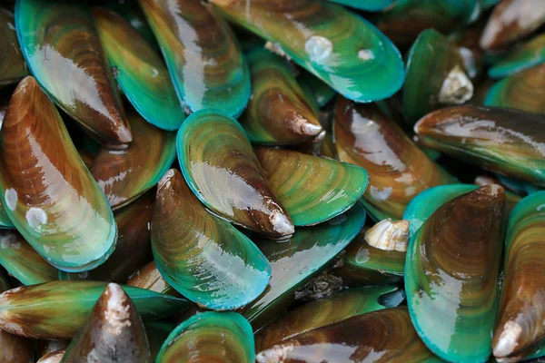 Asiatiska gröna musselbäddar — Stockfoto