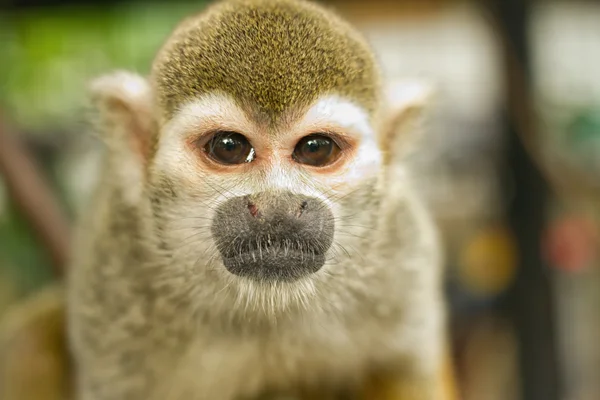 Common Squirrel Monkey (Saimiri sciureus) — Stock Photo, Image