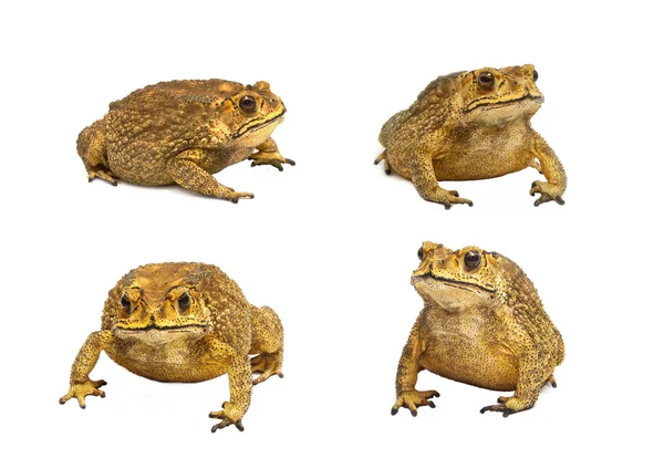 Set of toads Isolated on white background — Stock Photo, Image