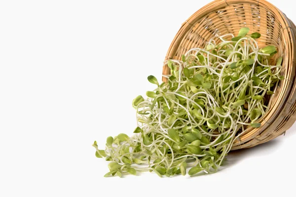 Green young sunflower sprouts — Stock Photo, Image