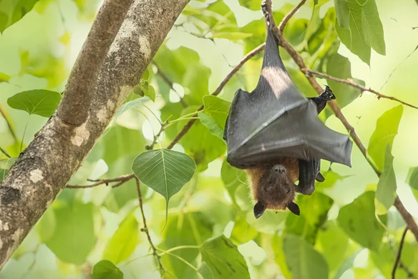Flying fox hanging on the tree — Stock Photo, Image